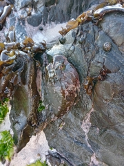 Chorisochismus dentex