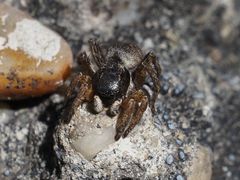 Asianellus