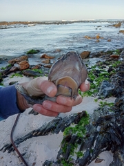 Chorisochismus dentex