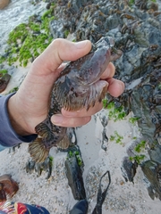 Chorisochismus dentex