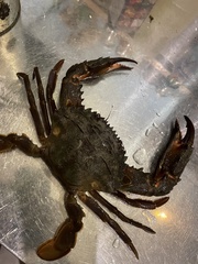 Charybdis japonica