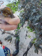 Chorisochismus dentex