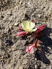 Oenothera cespitosa