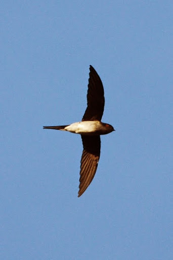 Grey-rumped Treeswift (Birds of Singapore) · iNaturalist