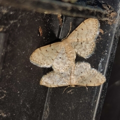 Idaea inquinata