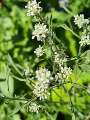 Lepidium sativum