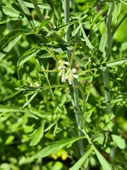 Lepidium sativum