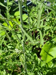 Lepidium sativum
