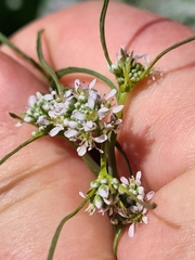 Lepidium sativum