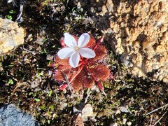 Drosera rosulata