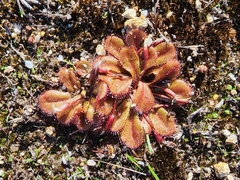 Drosera rosulata