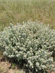 Berkheya mackenii