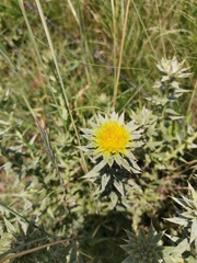 Berkheya mackenii