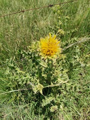 Berkheya bergiana
