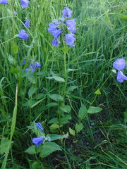 Campanula rhomboidalis