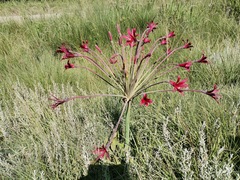 Brunsvigia undulata