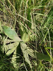 Brunsvigia undulata