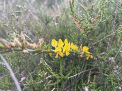Genista anglica
