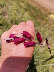 Dierama reynoldsii