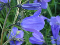 Campanula rhomboidalis