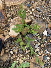 Convolvulus arvensis