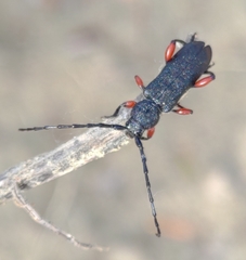 Ropalopus varini