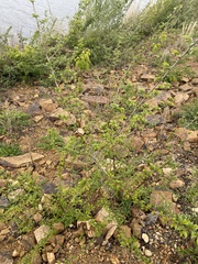 Ulmus pumila
