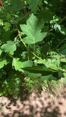 Torminalis glaberrima