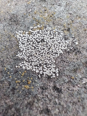 Lecanoromycetes