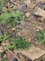 Echium vulgare