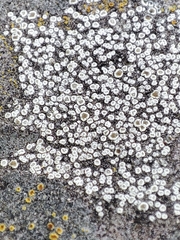 Lecanoromycetes