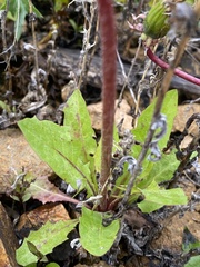 Taraxacum officinale