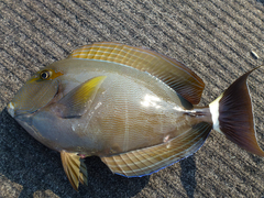 Acanthurus grammoptilus