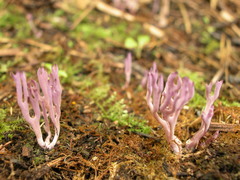 Ramariopsis pulchella