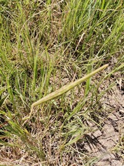 Stenostelma urceolatum