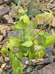 Acer negundo