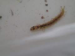 Ecnomidae