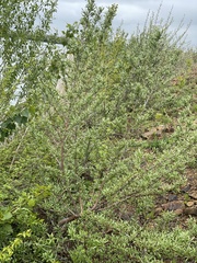 Hippophae rhamnoides