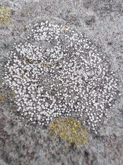 Lecanoromycetes