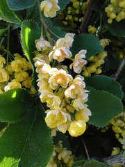 Berberis