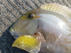 Acanthurus grammoptilus