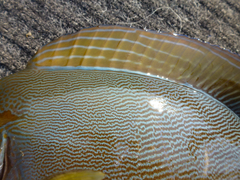 Acanthurus grammoptilus