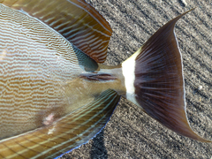 Acanthurus grammoptilus