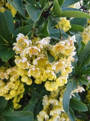 Berberis