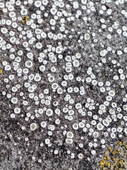 Lecanoromycetes