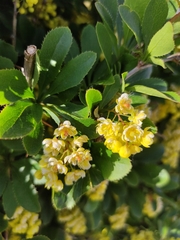 Berberis