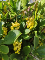 Berberis