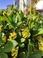 Berberis