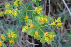 Euphorbia flavicoma