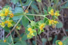 Euphorbia flavicoma